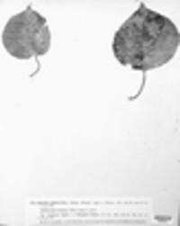 Podosphaera tridactyla image